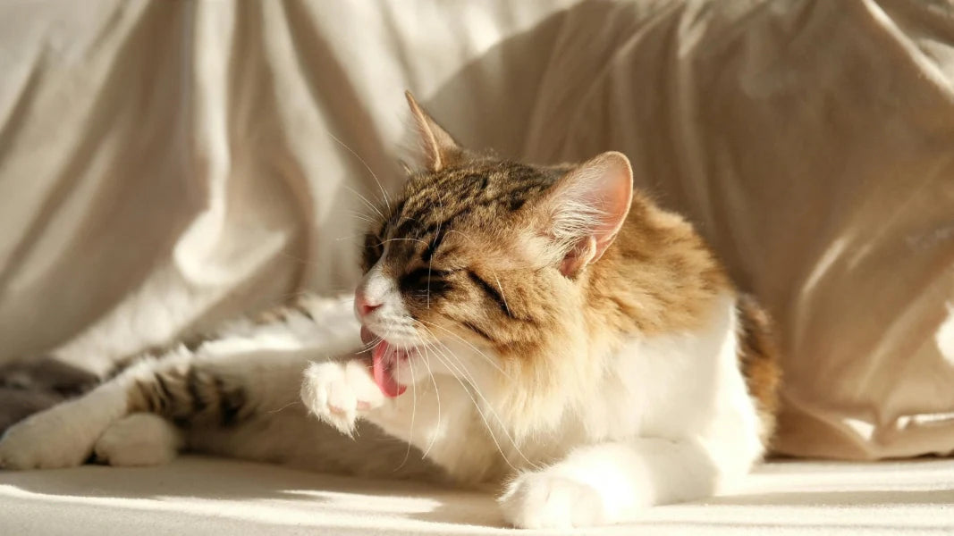 Why Cats Need Grooming Help Too (Even Though They Groom Themselves)