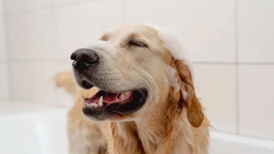 Dry Shampoo for Dogs: When It Helps and When to Avoid It