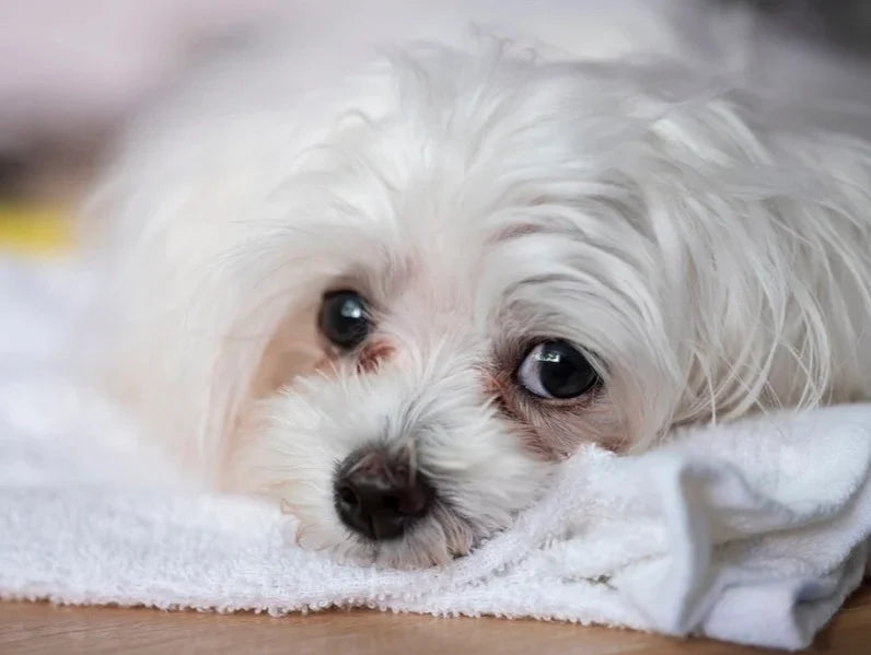 What Your Pet’s Eyes Are Telling You (and When to Clean Them)