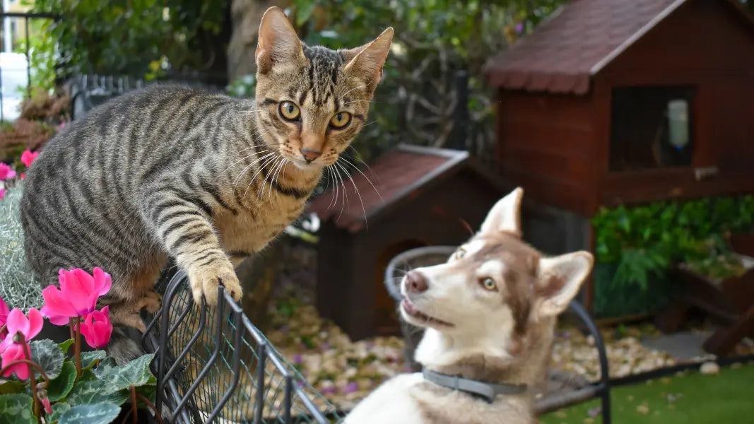 How to Build a Calm Grooming Routine for Anxious Pets