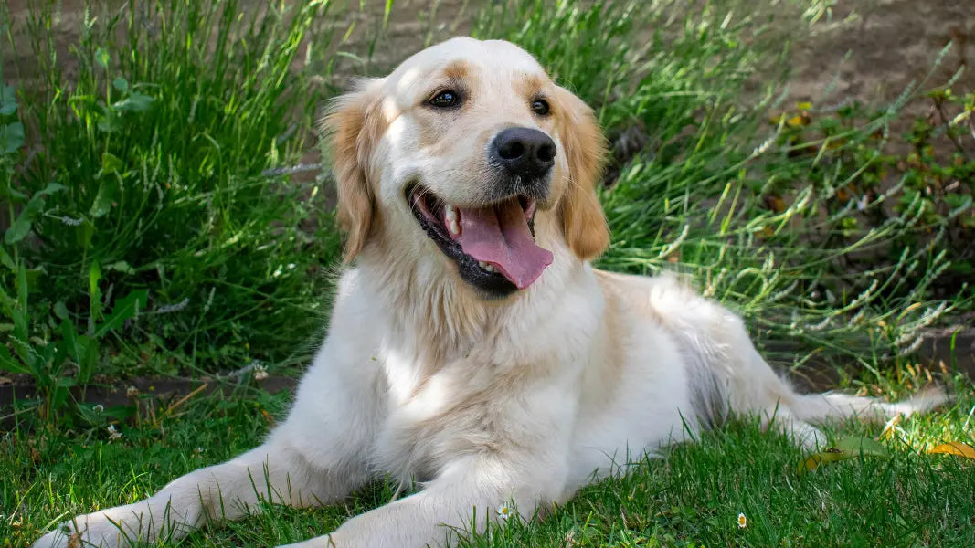 What “Clean” Really Looks Like for Dogs (And What It Doesn’t)