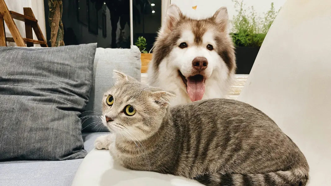 5 Common Grooming Mistakes First-Time Pet Parents Make (and How to Avoid Them)