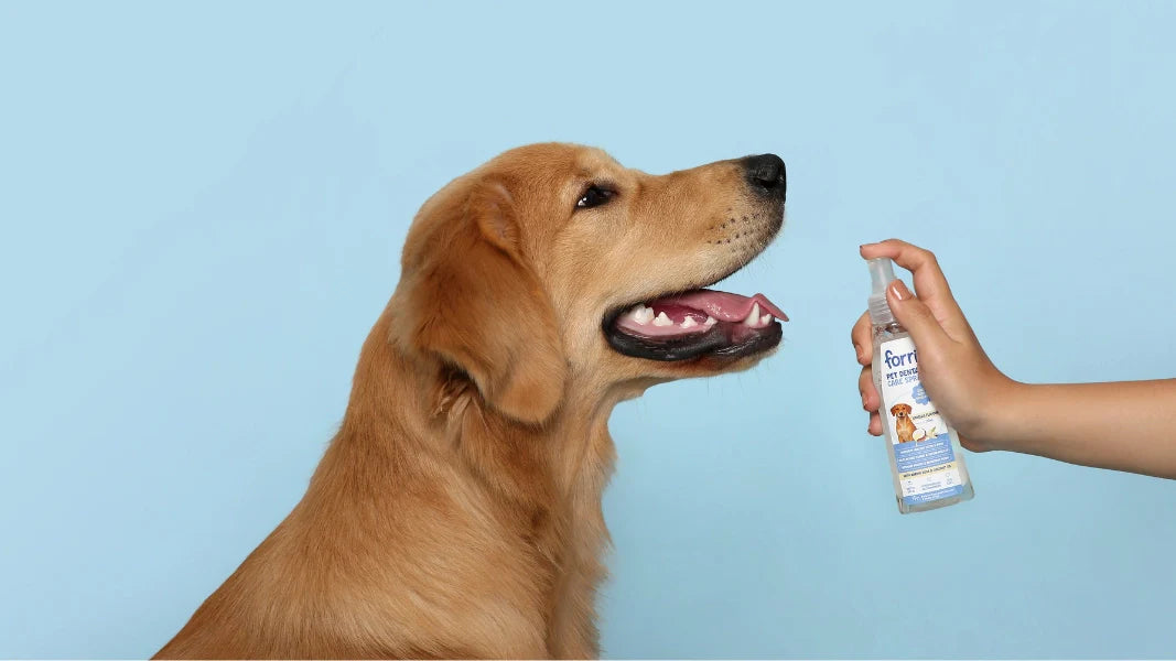 Dog Dental Spray: Does It Really Work and How to Use It Safely
