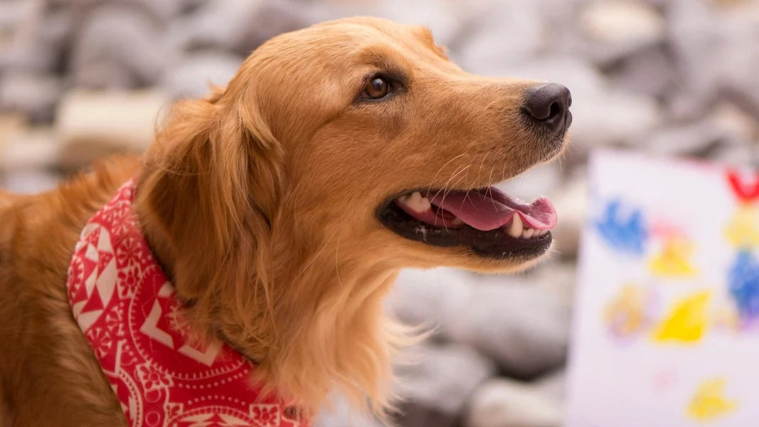 Do Dogs Really Need Dental Care? A Guide to Healthy Teeth, Fresh Breath, and Happy Dogs