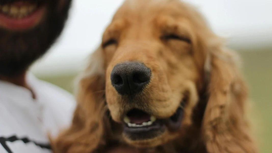 Small Daily Habits That Make a Big Difference to Your Pet’s Comfort