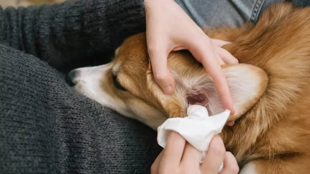 Why Smelly Ears in Dogs Are a Sign You Shouldn’t Ignore