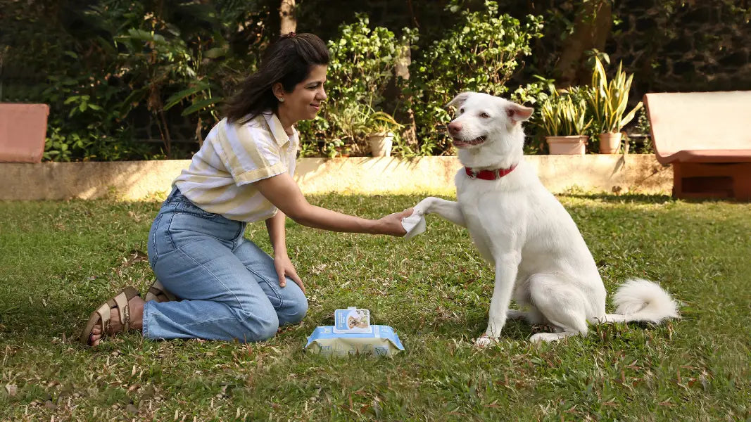 Are Baby Wipes Safe for Dogs and Cats? Here’s What You Need to Know