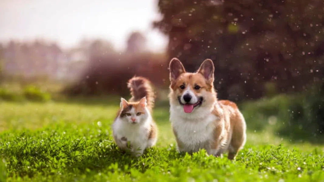 Grooming Your Pet in the Indian Monsoon Season