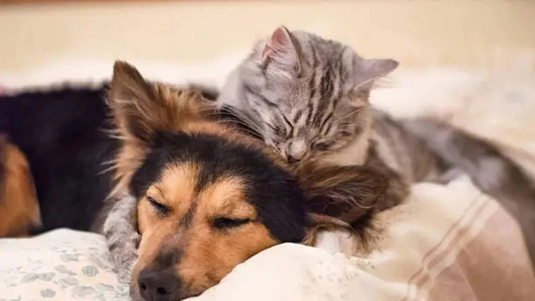 How to Choose Grooming Products for Dogs and Cats with Sensitive Skin