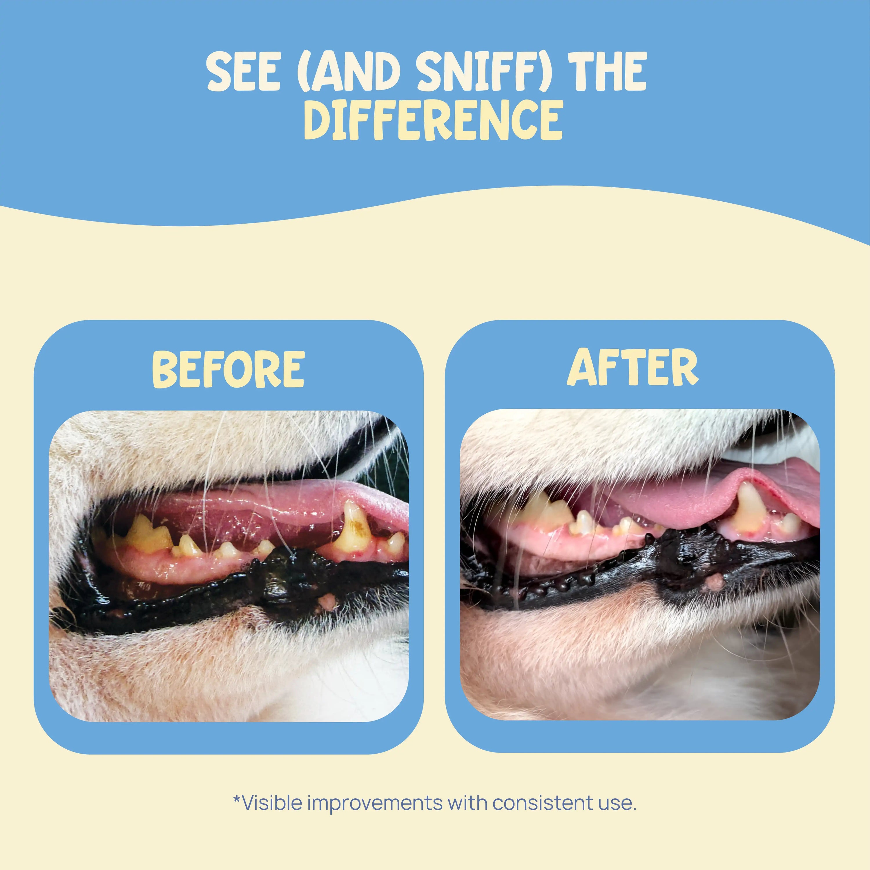 Before and after comparison of a dog's mouth with visible improvements, showing plaque being removed.