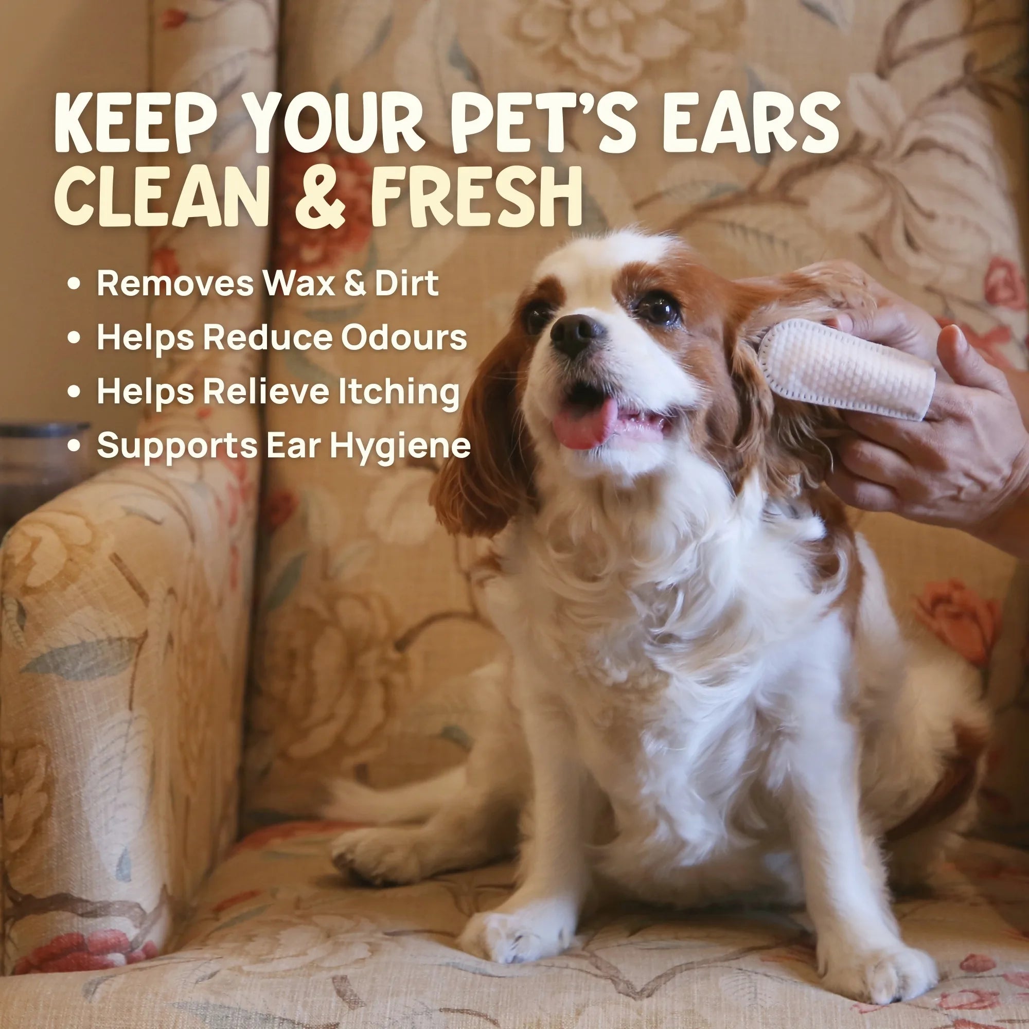 Dog being groomed with ear finger wipes which help to remove wax, dirt, and relieve itching.