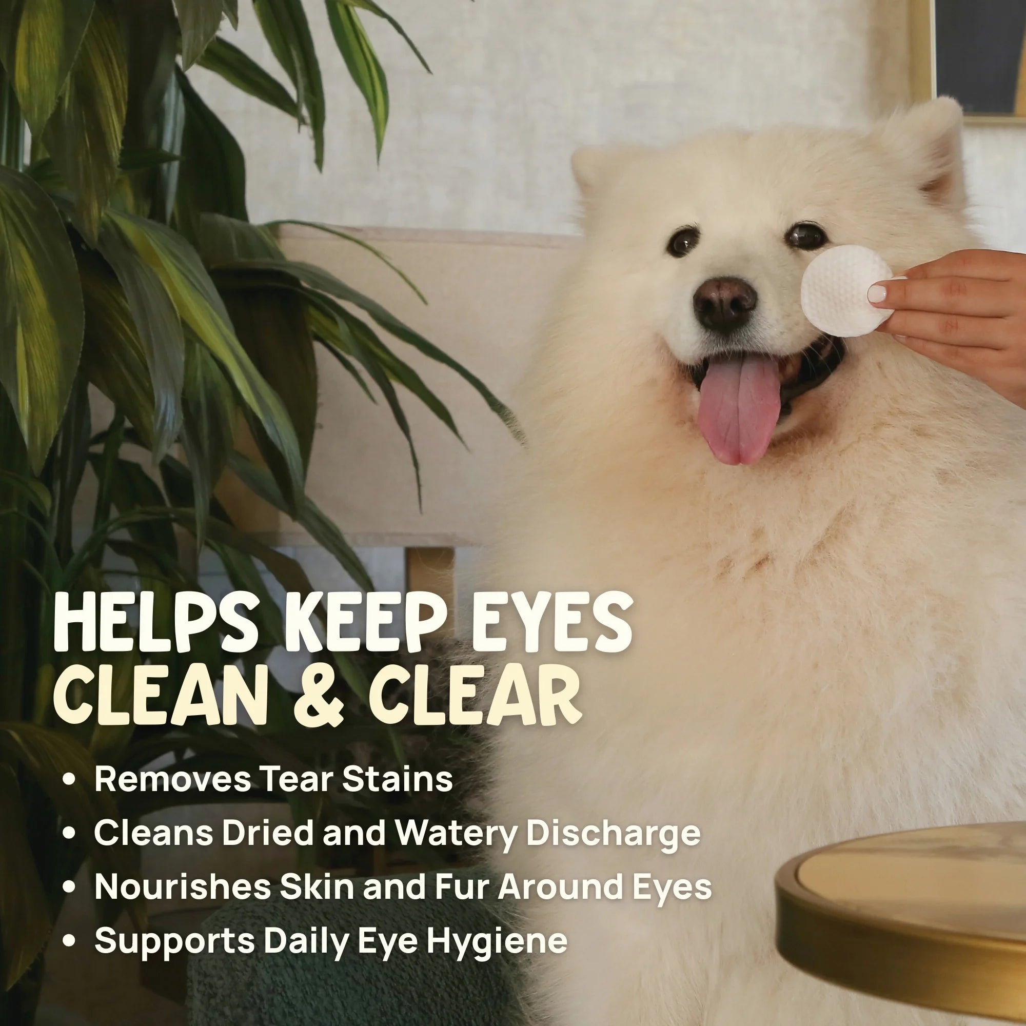 Forri eye wipes for Samoyeds and white-coated breeds to remove tear stains, clean watery discharge and nourish fur around eyes.