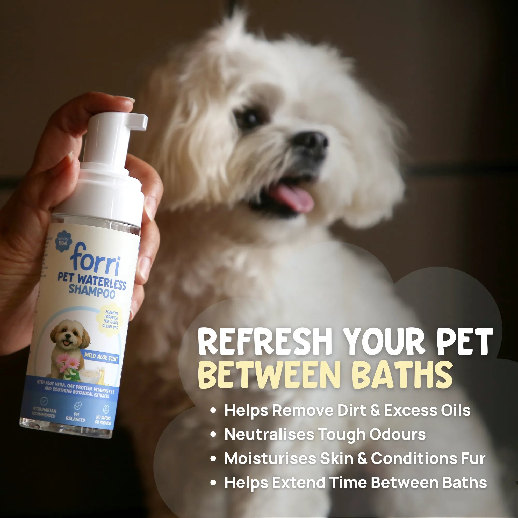 Using Forri dry shampoo on a Maltese to remove dirt, neutralise odours, and moisturise skin between baths.